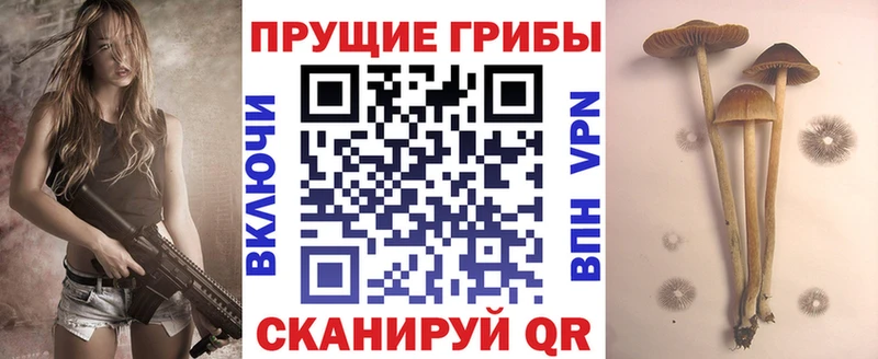 Купить где  Спасск  Галлюциногенные грибы Cubensis 
